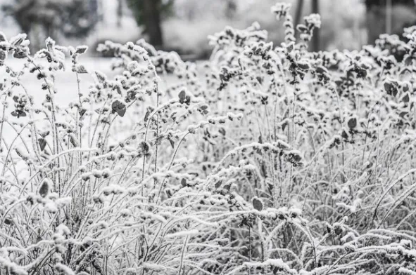Fall Garden Cleanup Tips for Colorado Foothills Homes